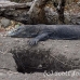 dragon_komodo_lbrs_rinca_h_0144_kom1819.jpg